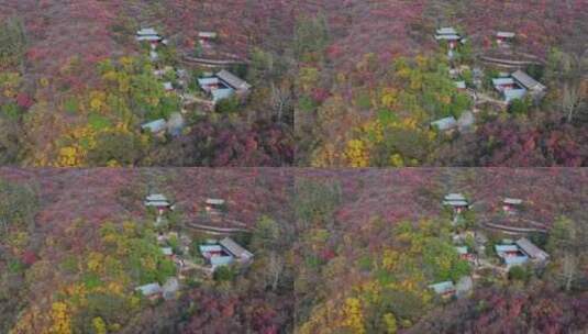 莲华山深秋，色彩斑斓，层林尽染高清在线视频素材下载