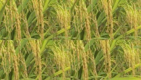 水稻粮食庄稼五常大米丰收高清在线视频素材下载