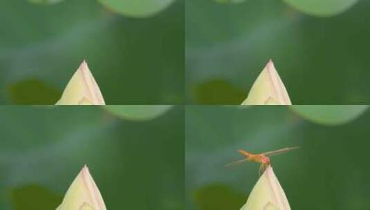 红蜻蜓落在含苞待放荷花蕾上高清在线视频素材下载