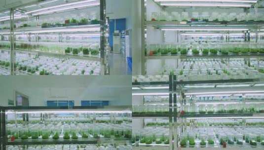 植物种子研究所生物实验室植物培育高清在线视频素材下载