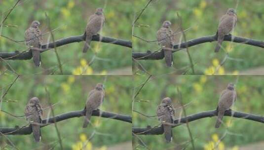 阴天下雨树枝上小鸟一对斑鸠高清在线视频素材下载