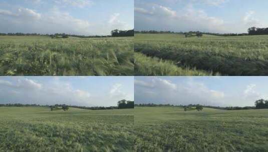 绿油油的麦田小麦种植高清在线视频素材下载