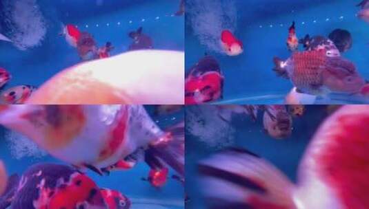 鱼缸里的观赏鱼2高清在线视频素材下载