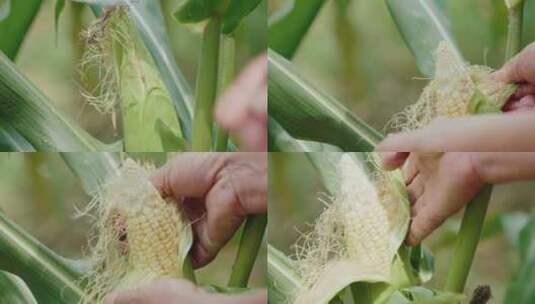 玉米  包谷 农业 农产品高清在线视频素材下载