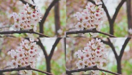 春天盛开的迎春花梅花腊梅高清在线视频素材下载