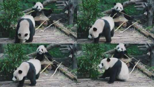 大熊猫春生和香果高清在线视频素材下载