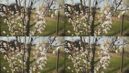 德国农田苹果兰花上的小树枝上的白色花朵吹高清在线视频素材下载