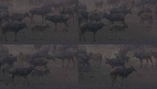 4K麋鹿苑麋鹿高清在线视频素材下载