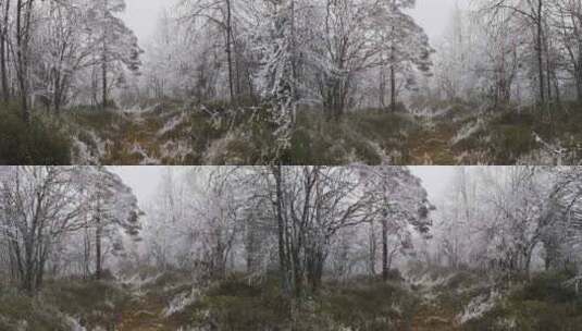 冬天森林雾凇寒气高清在线视频素材下载