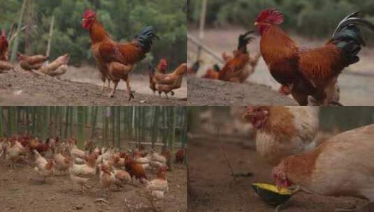 竹林鸡鸡吃东西散养鸡生态鸡公鸡母鸡走地鸡高清在线视频素材下载