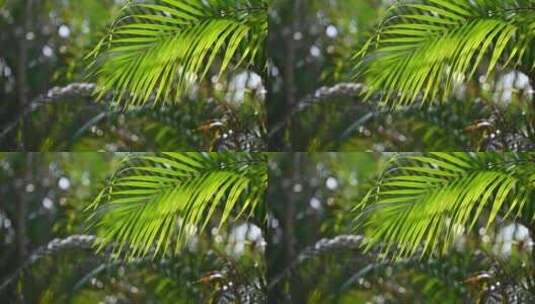 海边夏天阳光下的绿色棕榈树叶高清在线视频素材下载