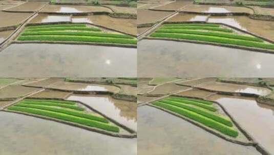 水稻插秧高清在线视频素材下载