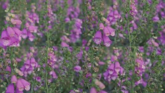 春季花簇毛地黄水平视角特写高清在线视频素材下载