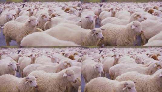 行走的羊群乡村高清在线视频素材下载