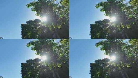 阳光穿过树枝照射阳光透过树叶阳光穿过树叶高清在线视频素材下载