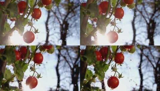西红柿圣女果番茄农产品蔬菜高清在线视频素材下载