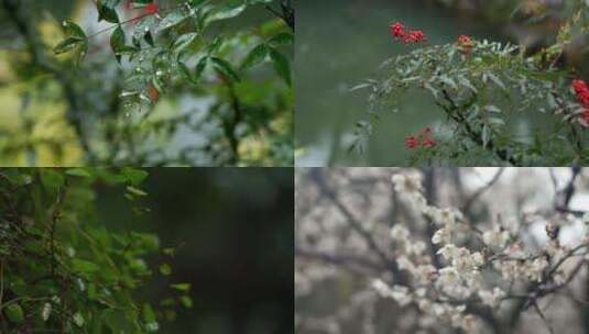 唯美自然春天雨中植物实拍视频高清在线视频素材下载