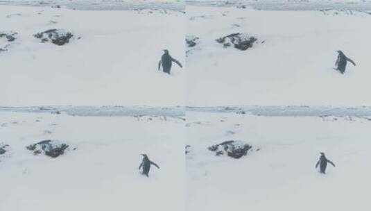 行走的企鹅王。南极洲空中飞行。高清在线视频素材下载