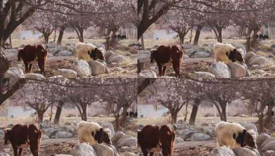 清晨农场里杏花树下的牛惬意舒适高清在线视频素材下载