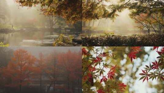 秋天晨曦清晨薄雾公园晨练散步漫步高清在线视频素材下载