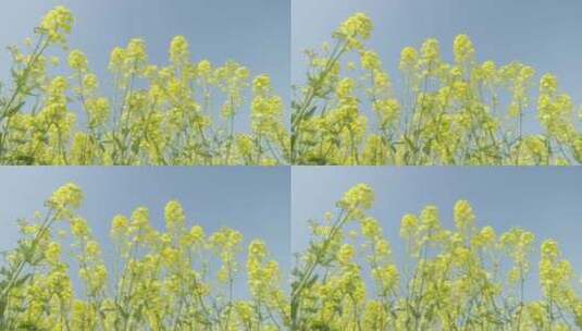 春天农村油菜花海蜜蜂采蜜高清在线视频素材下载