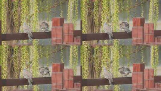斑鸠鸽子大自然野生珠颈斑鸠飞禽小鸟高清在线视频素材下载