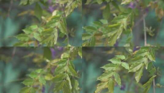 春天嫩叶绿叶吹动高清在线视频素材下载