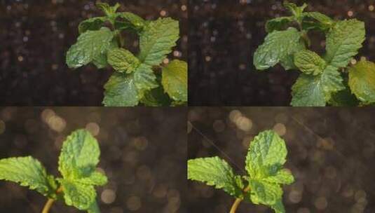 雨水低落植物叶片高清在线视频素材下载