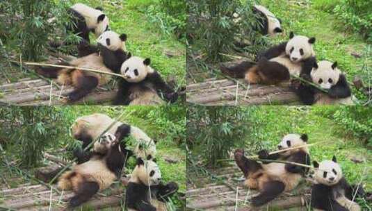 三只大熊猫在一起吃竹子高清在线视频素材下载