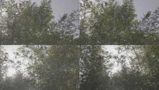 一片竹林（4K LOG模式）高清在线视频素材下载