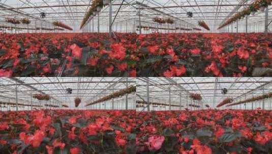 带花的大型玻璃温室。在温室里种花。现代花高清在线视频素材下载