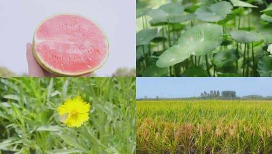 夏天 西瓜 立夏高清在线视频素材下载