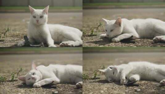 一只白猫在地上睡觉高清在线视频素材下载