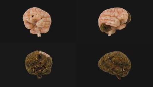 大脑，模拟，转换，3d高清在线视频素材下载