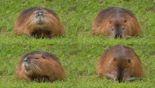 海狸鼠、食草动物、Coypu、啮齿动物高清在线视频素材下载