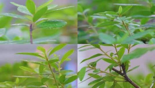 城市下暴雨下雨天雨水雨滴植物树叶子草木雨高清在线视频素材下载