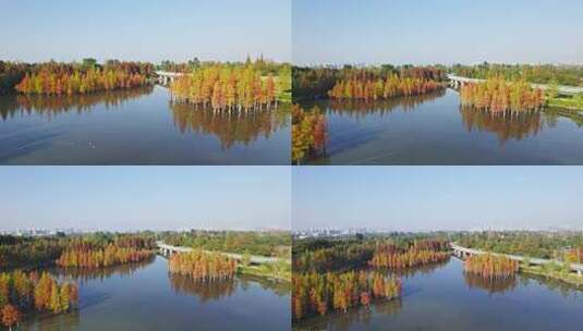 成都白鹭湾湿地公园秋季水杉红叶绿道航拍高清在线视频素材下载