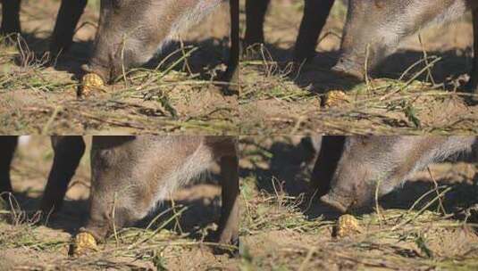 野猪 野猪养殖 猪 中国黑猪高清在线视频素材下载