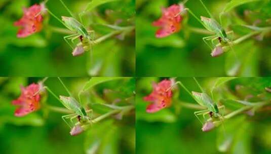 甲虫 昆虫 树叶高清在线视频素材下载