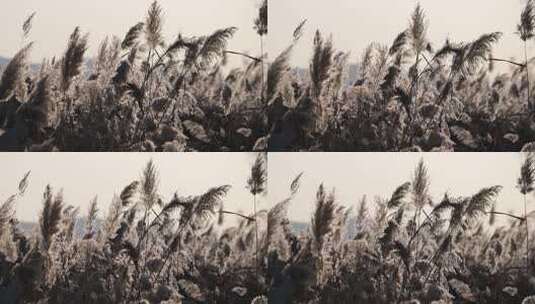 芦苇 湿地 大片芦苇 芦苇地 芦苇田 植物高清在线视频素材下载