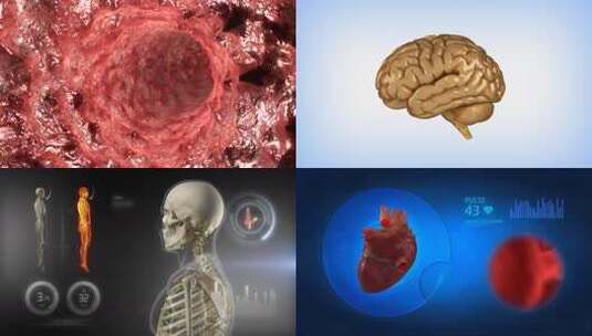 人体医学素材 肾脏 大脑 骨骼高清在线视频素材下载