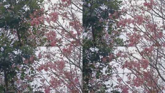 枝头盛开的樱花1 移动高清在线视频素材下载