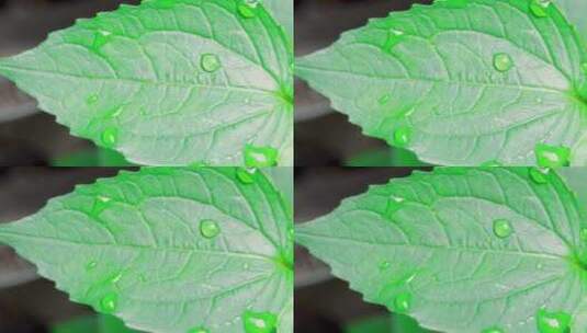 绿叶细节叶脉纹理早晨露水唯美镜头高清在线视频素材下载