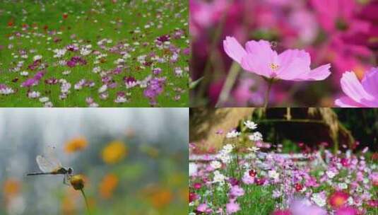 花园花丛花朵蜜蜂蜻蜓格桑花波斯菊花海日出高清在线视频素材下载