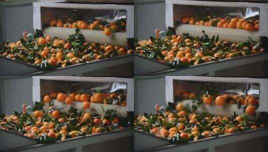 重庆奉节橙子处理工厂机器清洗橙子高清在线视频素材下载