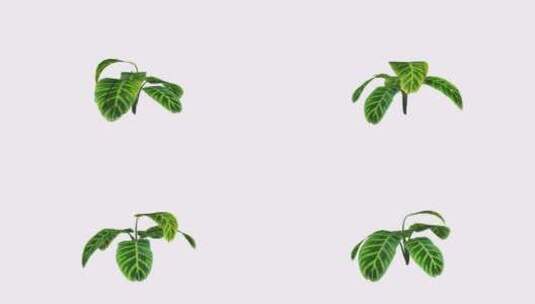 植物在白色背景上循环旋转高清在线视频素材下载