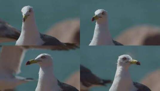 鸟类黑尾鸥海鸥8K特写高清在线视频素材下载