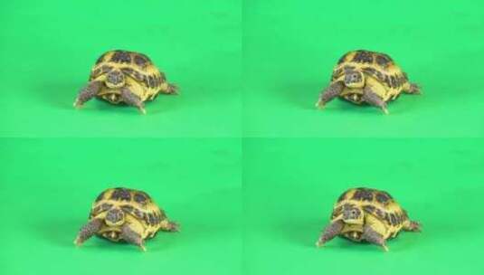 绿色背景屏幕上的乌龟高清在线视频素材下载