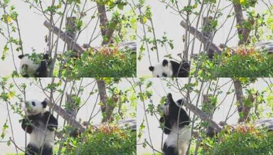 成都大熊猫繁育基地可爱大熊猫幼崽爬树玩耍高清在线视频素材下载