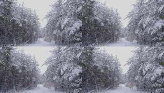 雪顺着林间小径落在树上高清在线视频素材下载